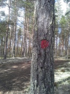 Kolmannen huoltopisteen jälkeen alkaa punainen reitti. Merkit puissa tai puutolpissa.